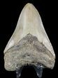 Megalodon Tooth - North Carolina #49506-1